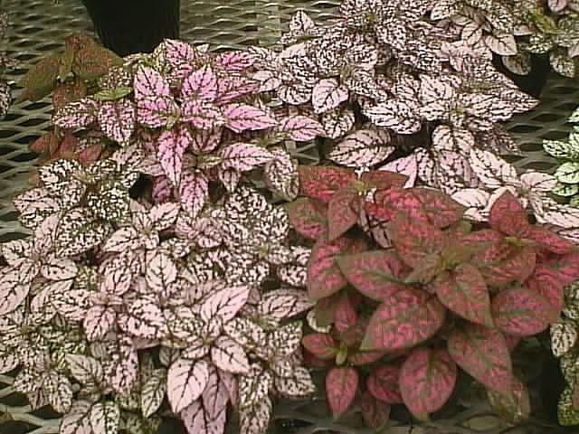 Hypoestes Polka Dot Plants How to Grow and Care for Pink Polka Dots