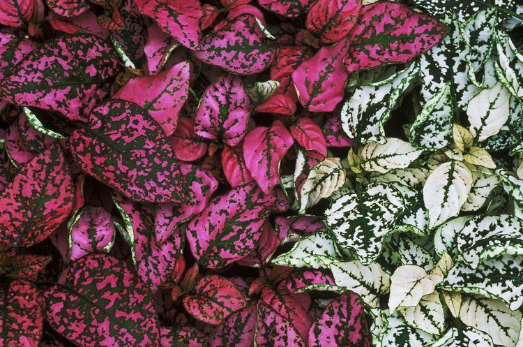 Hypoestes Growing Polka Dot Plants Indoors