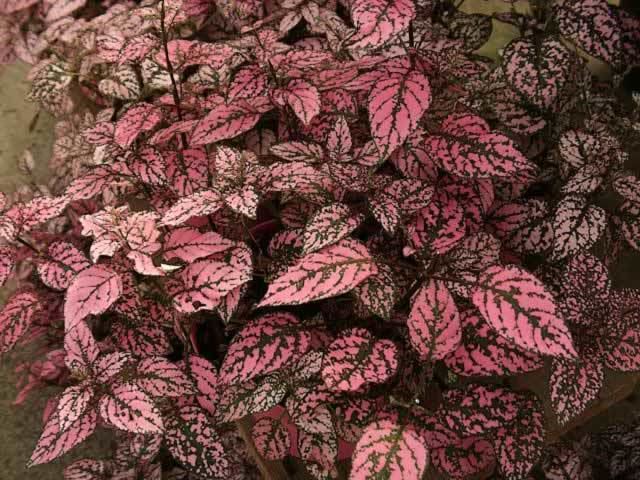 Hypoestes phyllostachya Polka Dot Plants How to Grow and Care for Pink Polka Dots