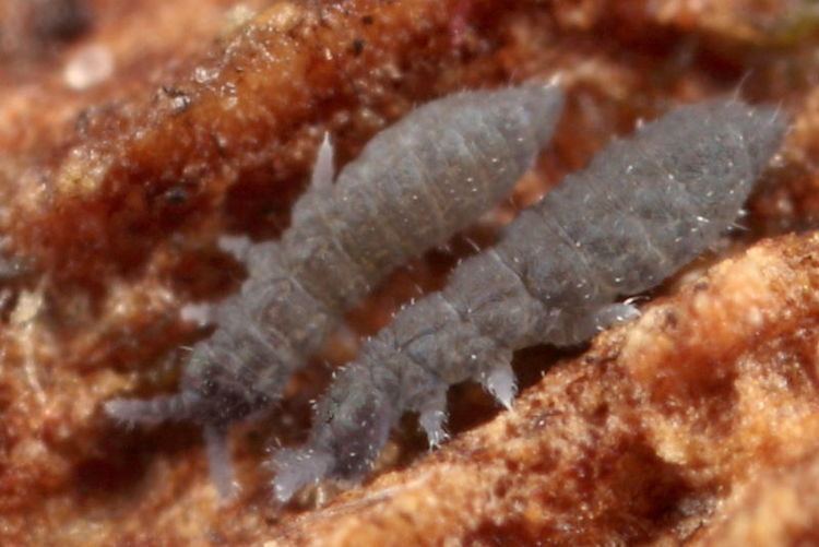 Hypogastruridae Collembola elongatespringstails lots of pictures and explanations