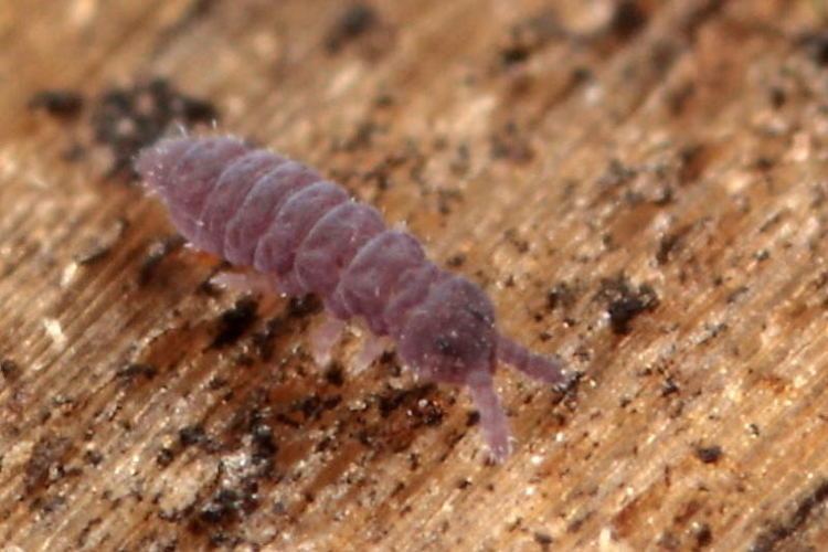 Hypogastruridae Collembola elongatespringstails lots of pictures and explanations