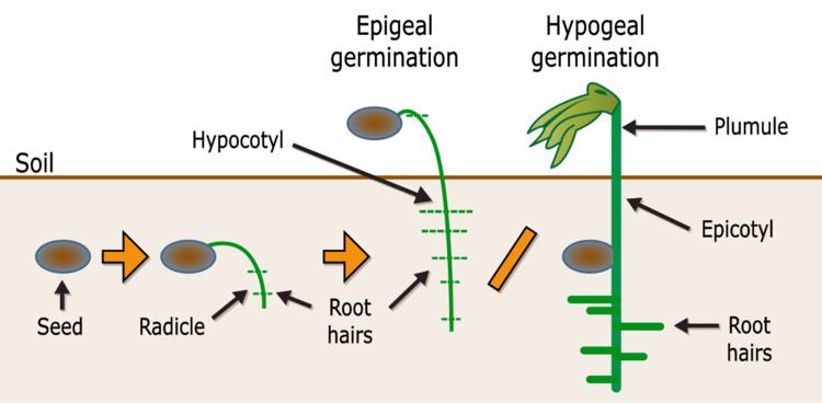 Hypogeal germination