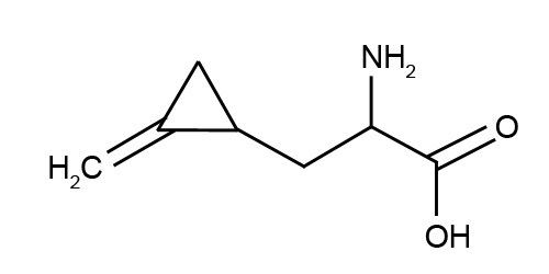 Hypoglycin A FileHypoglycinjpg Wikimedia Commons