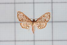 Hypolamprus httpsuploadwikimediaorgwikipediacommonsthu