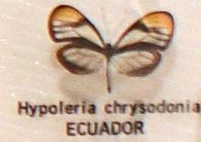 Hypoleria httpsuploadwikimediaorgwikipediaenthumbf