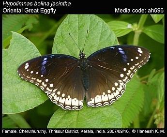 Hypolimnas Hypolimnas bolina Great Eggfly Butterflies of India