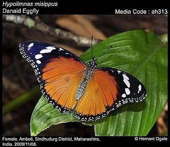 Hypolimnas misippus Hypolimnas misippus Danaid Eggfly Butterflies of India
