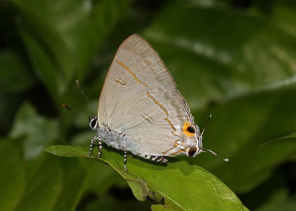 Hypolycaena Butterflies of India Hypolycaena erylus