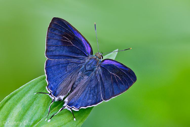 Hypolycaena ButterflyCircle Checklist