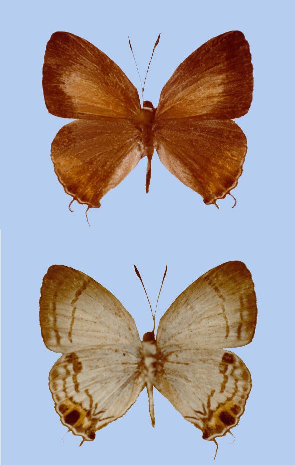 Hypolycaena schroederi