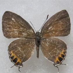 Hypolycaena shirozui