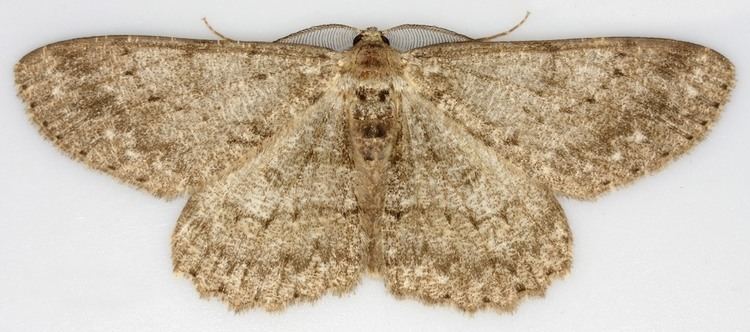 Hypomecis 268 Hypomecis punctinalis Pale Oak Beauty British Lepidoptera