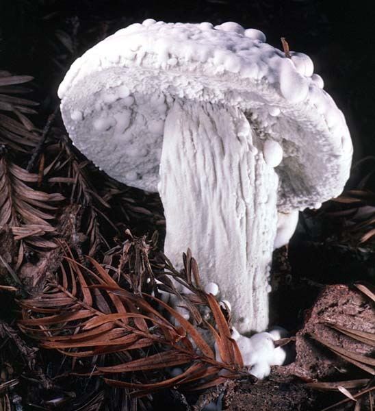 Hypomyces California Fungi Hypomyces chrysospermus