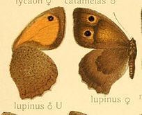 Hyponephele lupinus httpsuploadwikimediaorgwikipediacommonsthu