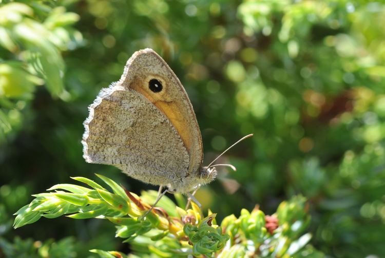 Hyponephele lycaon FileDusky Meadow Brown Hyponephele lycaon Kk Esmerperijpg