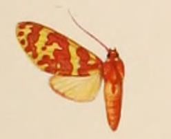 Hyponerita similis