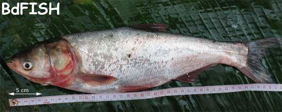Hypophthalmichthys Silver carp Hypophthalmichthys molitrix BdFISH Feature