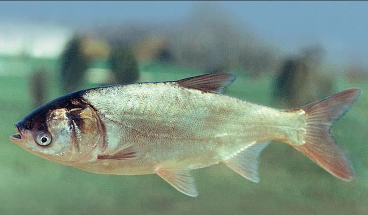 Hypophthalmichthys Silver carp Hypophthalmichthys molitrix Aquarium Fish Exotic Fish