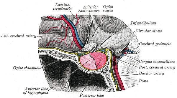 Hypophyseal portal system