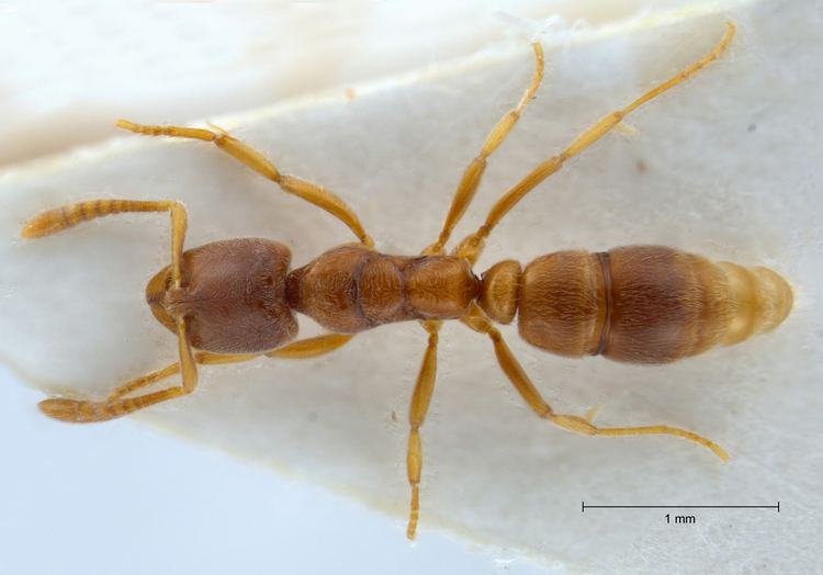 Hypoponera Formicidae Ponerinae Hypoponera punctatissima