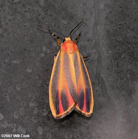 Hypoprepia fucosa fucosa Painted Lichen Moth