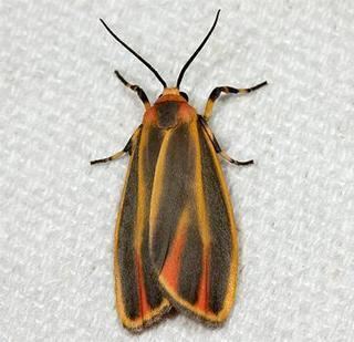 Hypoprepia fucosa Hypoprepia fucosa Painted Lichen Moth Discover Life