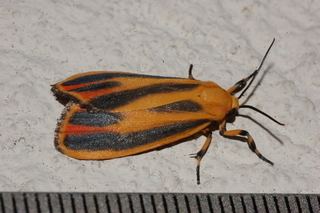 Hypoprepia fucosa Hypoprepia fucosa Painted Lichen Moth Discover Life