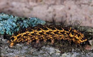 Hypoprepia miniata Hypoprepia miniata Scarletwinged Lichen Moth Discover Life