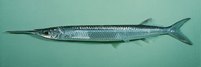 Hyporhamphus Fish Identification