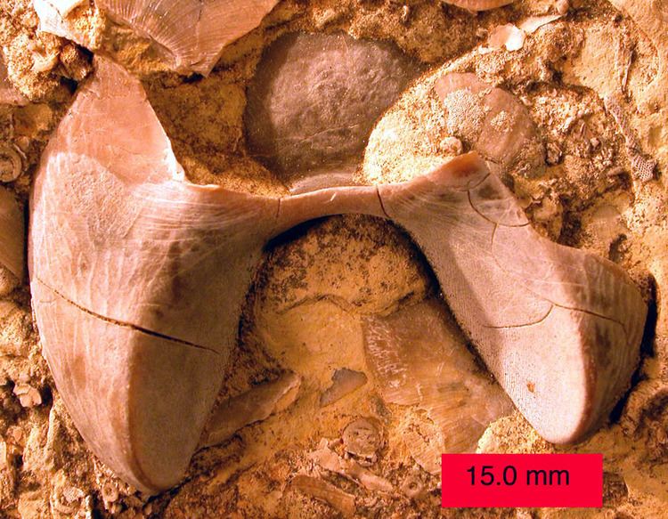Hypostome (trilobite)
