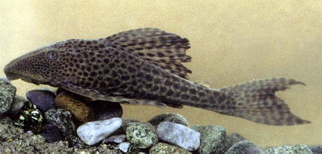 Hypostomus Fish Identification