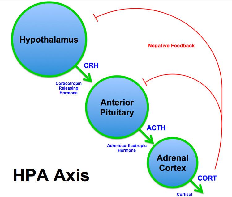 Hypothalamic–pituitary–adrenal axis