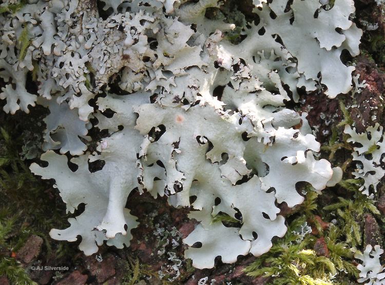 Hypotrachyna Hypotrachyna taylorensis images of British lichens