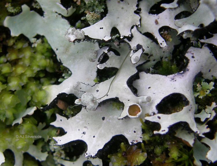 Hypotrachyna Hypotrachyna laevigata images of British lichens