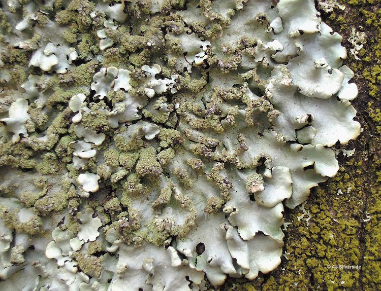 Hypotrachyna Hypotrachyna afrorevoluta images of British lichens
