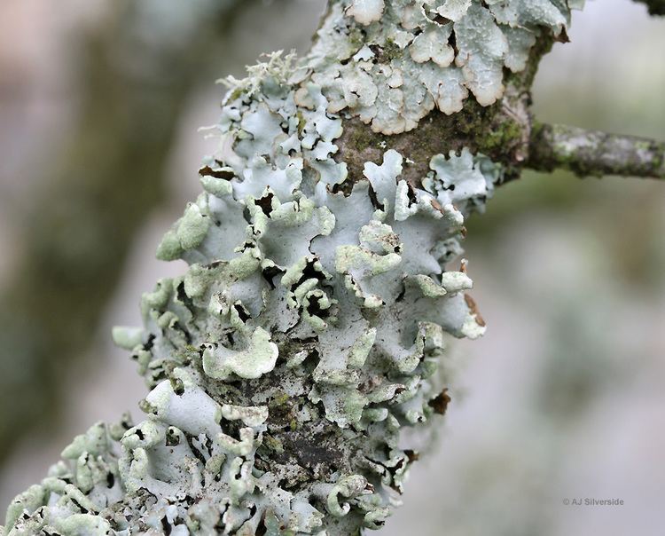 Hypotrachyna Hypotrachyna revoluta images of British lichens