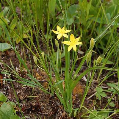 Hypoxis Online Virtual Flora of Wisconsin Hypoxis hirsuta