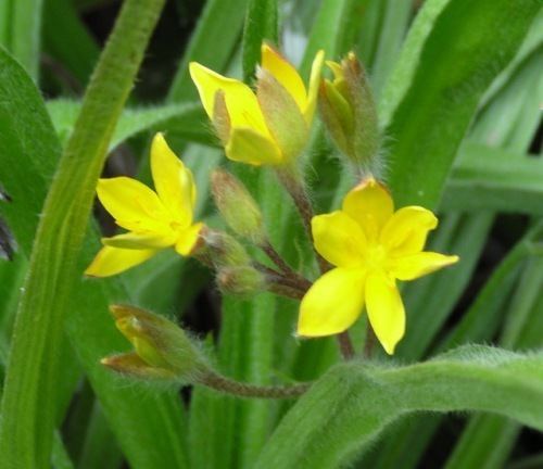 Hypoxis Pacific Bulb Society Hypoxis