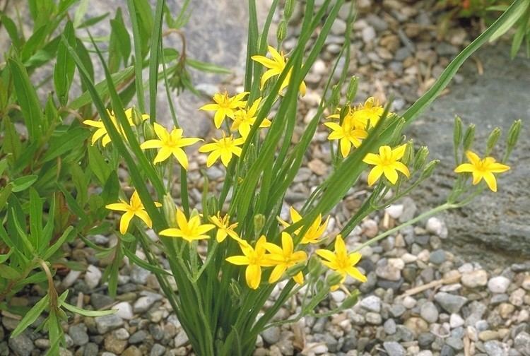 Hypoxis Hypoxis hirsuta common stargrass Go Botany