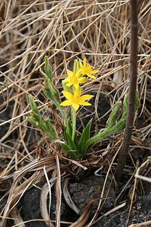 Hypoxis httpsuploadwikimediaorgwikipediacommonsthu