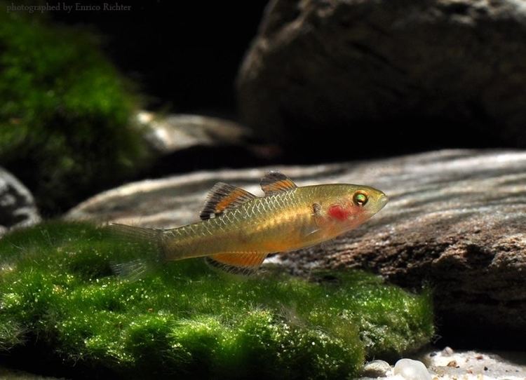 Hypseleotris compressa Hypseleotris compressa Empire Gudgeon Eleotris brevirostris