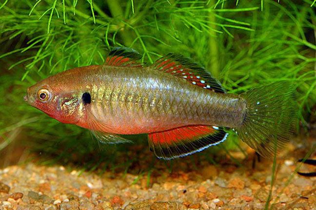 Hypseleotris compressa Hypseleotris compressa