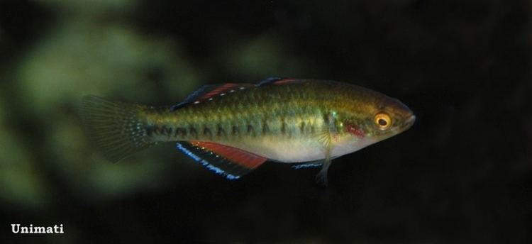 Hypseleotris compressa wwwseriouslyfishcomwpcontentuploads201306H