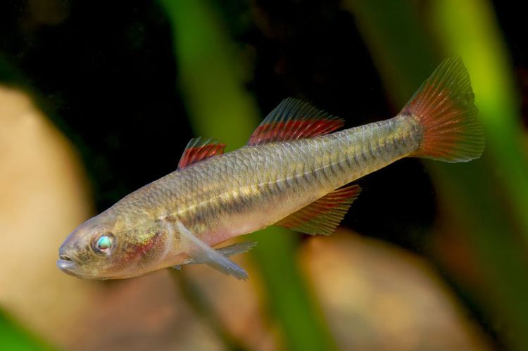 Hypseleotris klunzingeri fishesofaustralianetauimagesimageHypseleotris