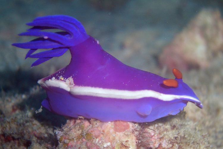 Hypselodoris Hypselodoris bullockii Wikiwand