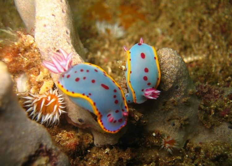 Hypselodoris Hypselodoris bennetti Wikipedia