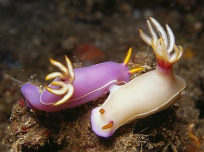 Hypselodoris bullockii The Sea Slug Forum Hypselodoris bullocki