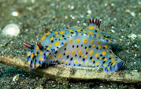 Hypselodoris Hypselodoris Wikipedia