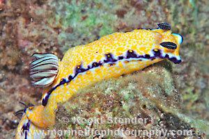 Hypselodoris imperialis wwwmarinelifephotographycommarinemollusksslug