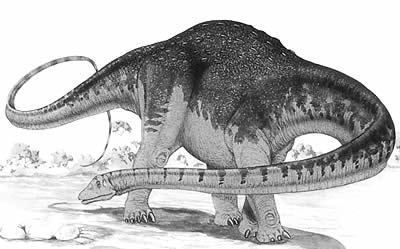 Hypselosaurus The Dino Directory Hypselosaurus Natural History Museum